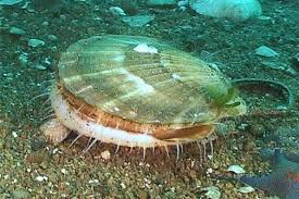 Ученые NOAA Fisheries помогают американским фермерам гребешка