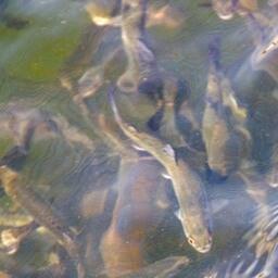 В Коми введут новую меру поддержки аквакультуры