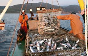 Лососевые рыболовные участки Приморья –  будут ли продлены договоры