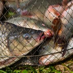 Торги: на водные объекты Крыма зовут аквафермеров