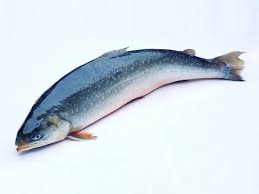 Аквакультурный голец из Норвегии экспортируется в 11 стран