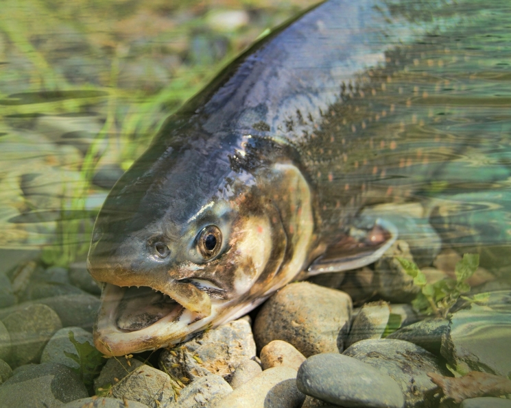 В результате слияния NRS и SalmoNor появится шестой по величине производитель лосося в мире