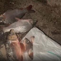 В Подмосковье нелегальным рыболовам не дали увезти добычу с аквафермы