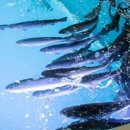 Рыбоводам Ленобласти готовы доплатить за страхование продукции