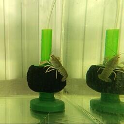 Наука предлагает растить длиннопалого рака комбинированным способом