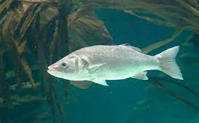 Рыбный эксперимент: в Ленобласти стали выращивать турецкого сибаса