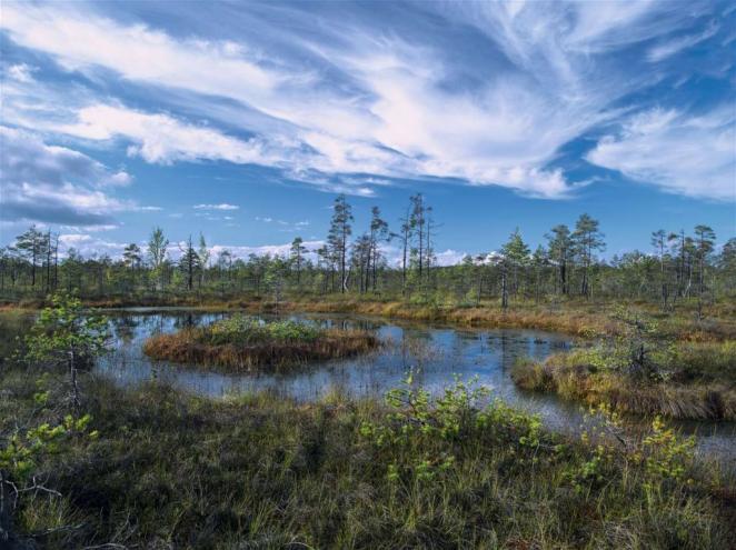 Государственное регулирование болот как важного природного комплекса